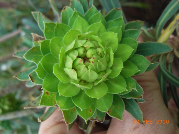 Euphorbia characias